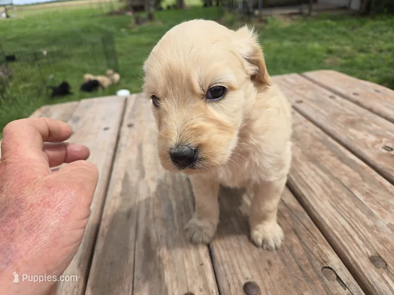 Lt Female  – Goldendoodle puppy for sale in Leon, KS