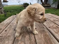Lt Female , a female Goldendoodle for sale in Leon, KS – Photo 6 of 6