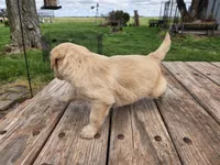 Lt Female , a female Goldendoodle for sale in Leon, KS – Photo 5 of 6