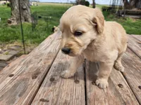 Lt Female , a female Goldendoodle for sale in Leon, KS – Photo 4 of 6