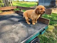 Fin Girl 2, a female Golden Retriever for sale in Leon, KS – 6 of 8