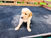 Diamond Girl 1, a female Golden Retriever for sale in Leon, KS – 4 of 8
