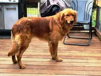 Fin Girl 2, a female Golden Retriever for sale in Leon, KS – 7 of 8