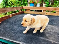 Diamond Male, a male Golden Retriever for sale in Leon, KS – 6 of 8
