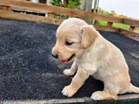 Diamond Girl 2, a female Golden Retriever for sale in Leon, KS – 4 of 8