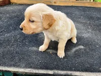 Diamond Girl 3, a female Golden Retriever for sale in Leon, KS – 3 of 8