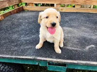 Diamond Girl 3, a female Golden Retriever for sale in Leon, KS – 2 of 8