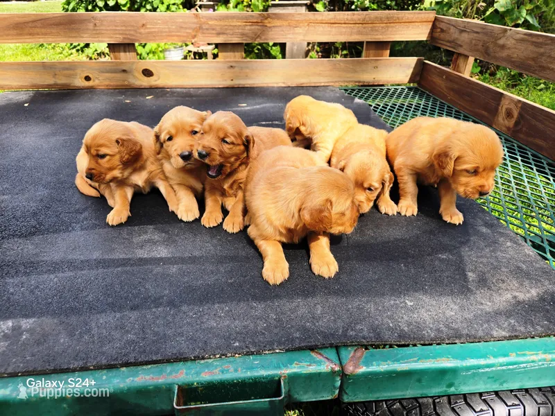 Girl 7, a female Golden Retriever for sale in Leon, KS – Photo 1 of 1