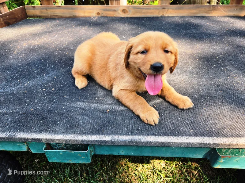Fin Girl 2 – Golden Retriever puppy for sale in Leon, KS