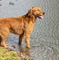 Fin Girl 1, a female Golden Retriever for sale in Leon, KS – 8 of 8