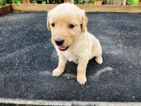 Diamond Girl 3, a female Golden Retriever for sale in Leon, KS – 1 of 8