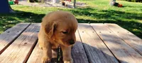 Tilly Boy 1, a male Golden Retriever for sale in Leon, KS – Photo 1 of 10