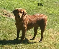 Tilly Boy 1, a male Golden Retriever for sale in Leon, KS – Photo 10 of 10
