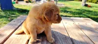 Tilly Boy 1, a male Golden Retriever for sale in Leon, KS – Photo 2 of 10