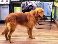 Tilly Boy 1, a male Golden Retriever for sale in Leon, KS – Photo 9 of 10