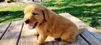 Tilly Boy 1, a male Golden Retriever for sale in Leon, KS – Photo 5 of 10