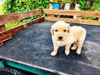 Diamond Male, a male Golden Retriever for sale in Leon, KS – 4 of 8