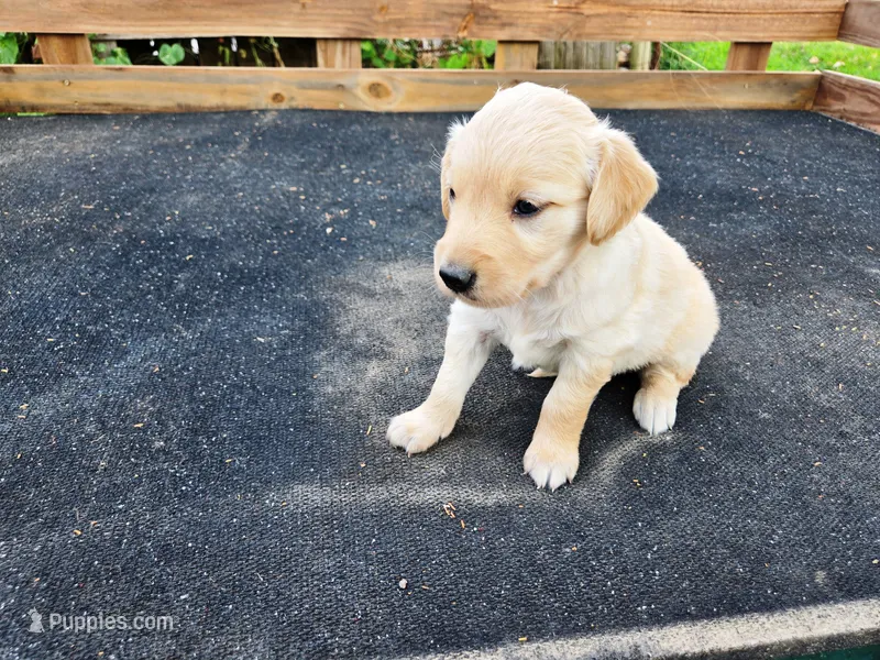 Diamond Girl 2 – Golden Retriever puppy for sale in Leon, KS
