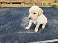 Diamond Girl 2, a female Golden Retriever for sale in Leon, KS – 1 of 8