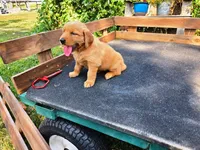 Fin Girl 2, a female Golden Retriever for sale in Leon, KS – 4 of 8