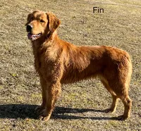 Fin Male, a male Golden Retriever for sale in Leon, KS – 8 of 8