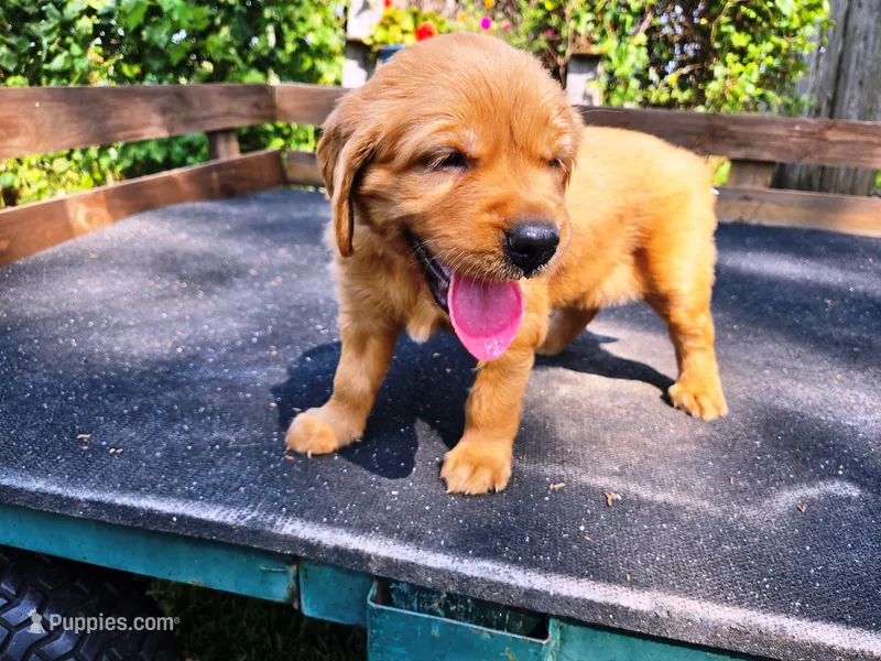 Fin Girl 1 – Golden Retriever puppy for sale in Leon, KS