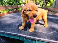 Fin Girl 1, a female Golden Retriever for sale in Leon, KS – 1 of 8