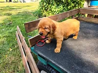 Fin Girl 1, a female Golden Retriever for sale in Leon, KS – 5 of 8