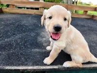 Diamond Girl 2, a female Golden Retriever for sale in Leon, KS – 3 of 8
