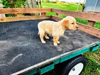 Diamond Girl 1, a female Golden Retriever for sale in Leon, KS – 2 of 8