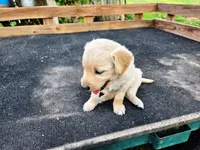 Diamond Girl 2, a female Golden Retriever for sale in Leon, KS – 6 of 8