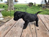 Bl Male 1 , a male Goldendoodle for sale in Leon, KS – Photo 3 of 6