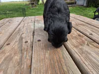 Bl Male 1 , a male Goldendoodle for sale in Leon, KS – Photo 6 of 6