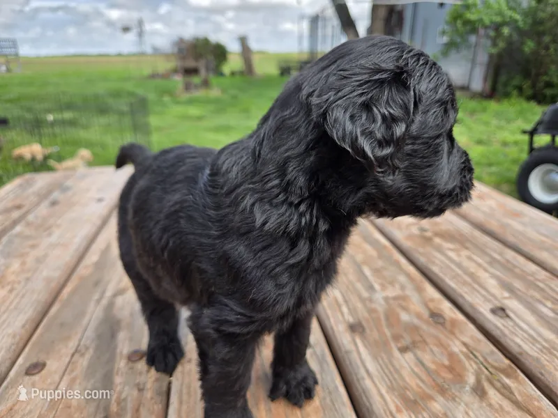 Bl Male 1  – Goldendoodle puppy for sale in Leon, KS