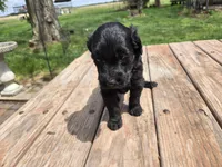 Bl Male 1 , a male Goldendoodle for sale in Leon, KS – Photo 5 of 6