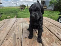 Bl Male 1 , a male Goldendoodle for sale in Leon, KS – Photo 2 of 6