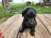 Bl Male 1 , a male Goldendoodle for sale in Leon, KS – Photo 4 of 6