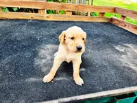 Diamond Girl 1, a female Golden Retriever for sale in Leon, KS – 3 of 8