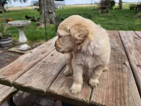 Lt Male 1, a male Goldendoodle for sale in Leon, KS – Photo 5 of 6