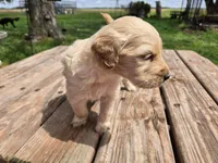 Lt Male 1, a male Goldendoodle for sale in Leon, KS – Photo 4 of 6