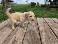 Lt Male 1, a male Goldendoodle for sale in Leon, KS – Photo 3 of 6