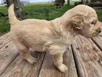 Lt Male 1, a male Goldendoodle for sale in Leon, KS – Photo 6 of 6