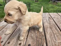 Lt Male 1, a male Goldendoodle for sale in Leon, KS – Photo 1 of 6