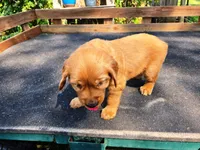 Fin Girl 1, a female Golden Retriever for sale in Leon, KS – 6 of 8