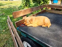 Fin Male, a male Golden Retriever for sale in Leon, KS – 6 of 8