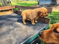 Fin Girl 2, a female Golden Retriever for sale in Leon, KS – 5 of 8