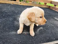 Diamond Girl 3, a female Golden Retriever for sale in Leon, KS – 5 of 8