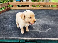 Diamond Girl 3, a female Golden Retriever for sale in Leon, KS – 6 of 8