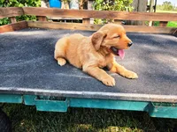 Fin Girl 2, a female Golden Retriever for sale in Leon, KS – 2 of 8
