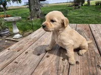 Lt Male 2 , a male Goldendoodle for sale in Leon, KS – Photo 2 of 6